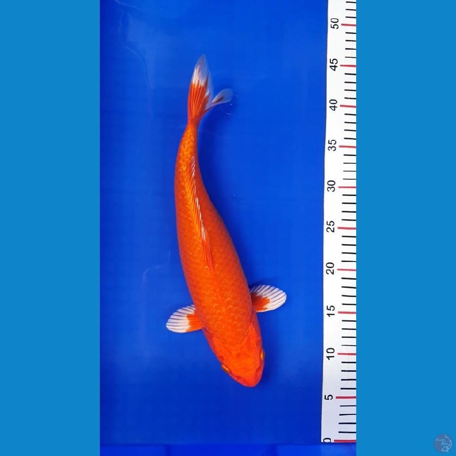 ORENJI MOTOAKA 36cm/f⁶