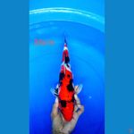 showa 38cm merah strong male