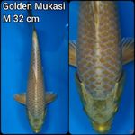 Gold Mukasi M 32 cm