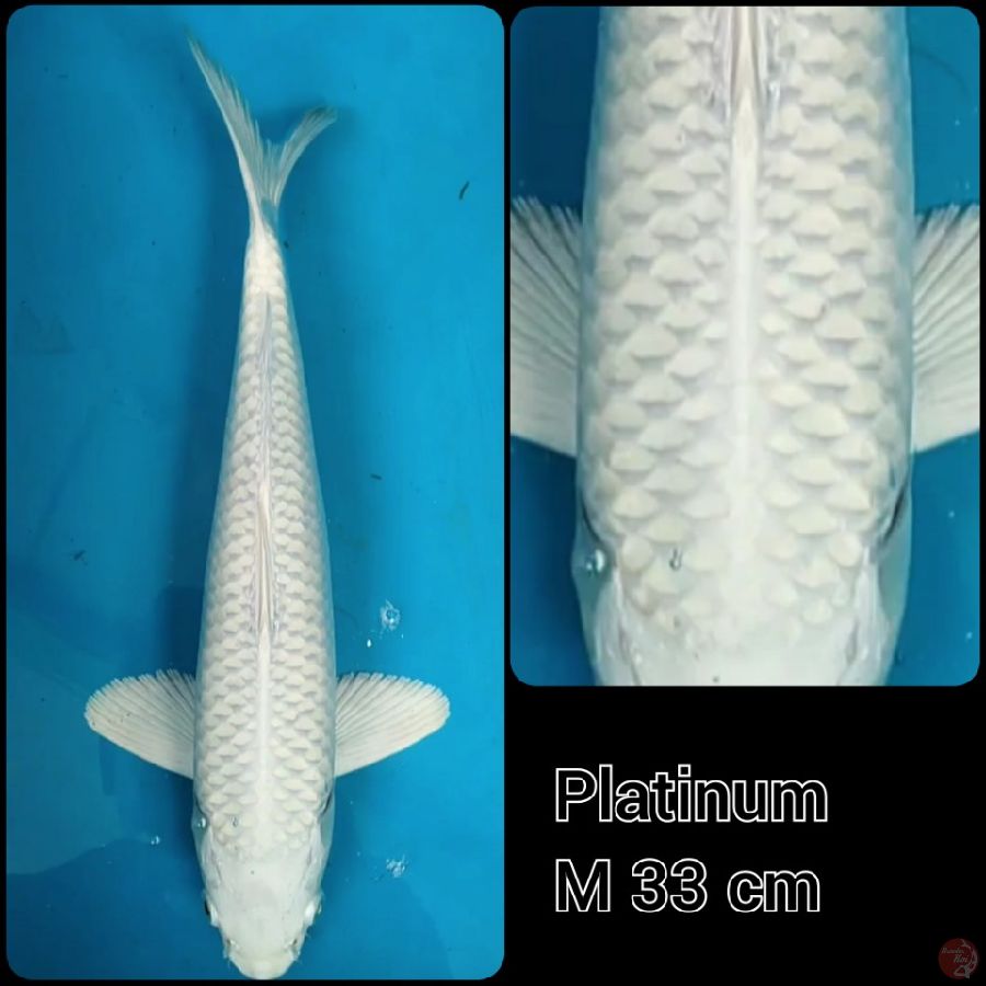 Platinum M 33 cm
