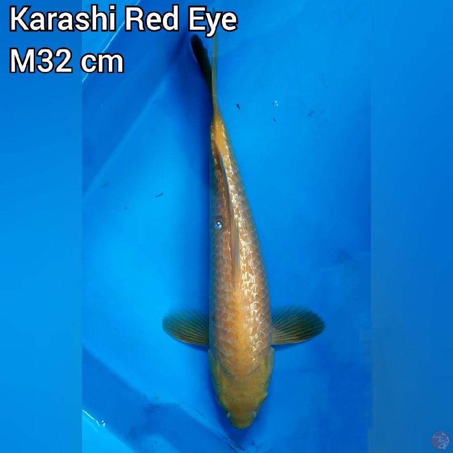 Karashi Mata Merah M 32 cm