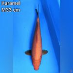 Karamel M 33 cm 