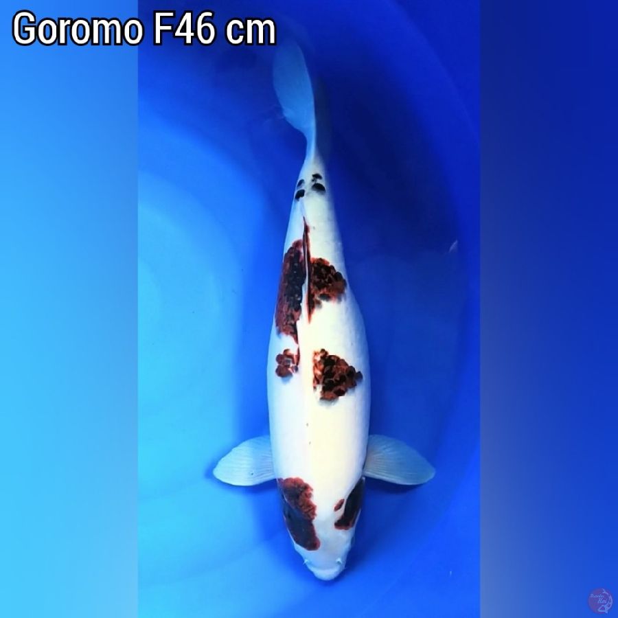 Goromo F 46 cm