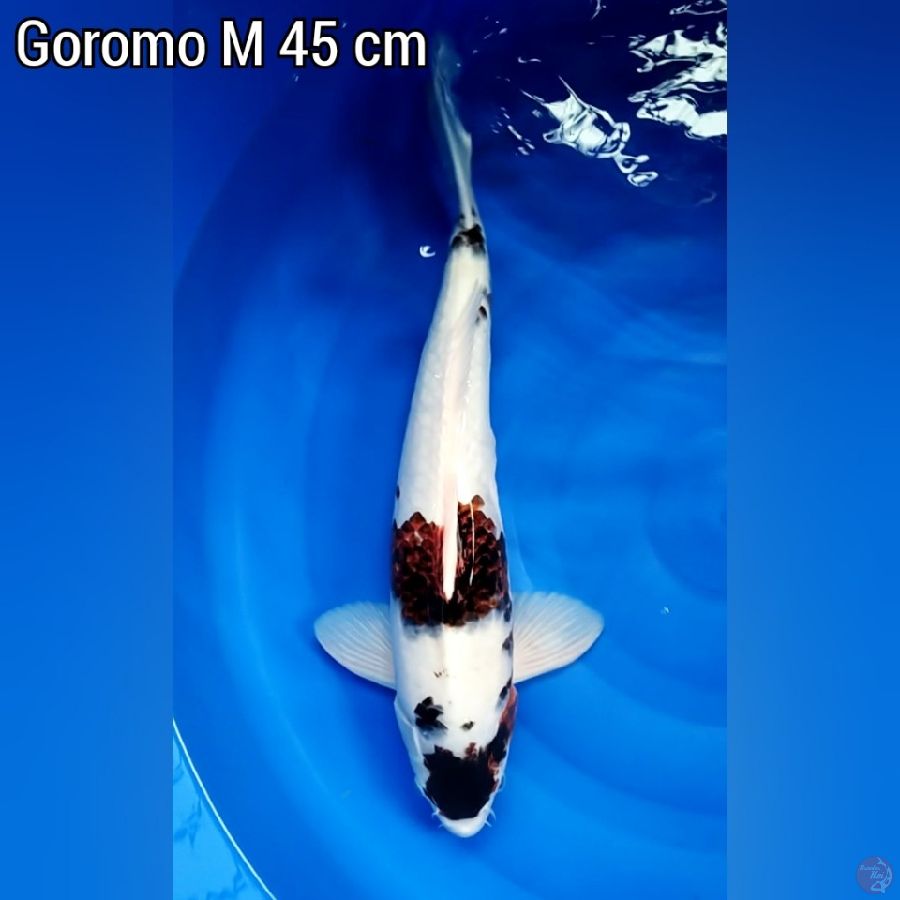 Goromo M 45 cm 