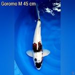 Goromo M 45 cm 