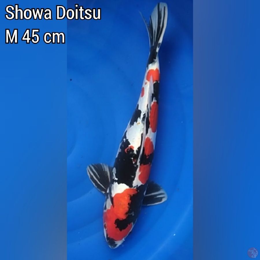 Showa Doitsu M 45 cm 