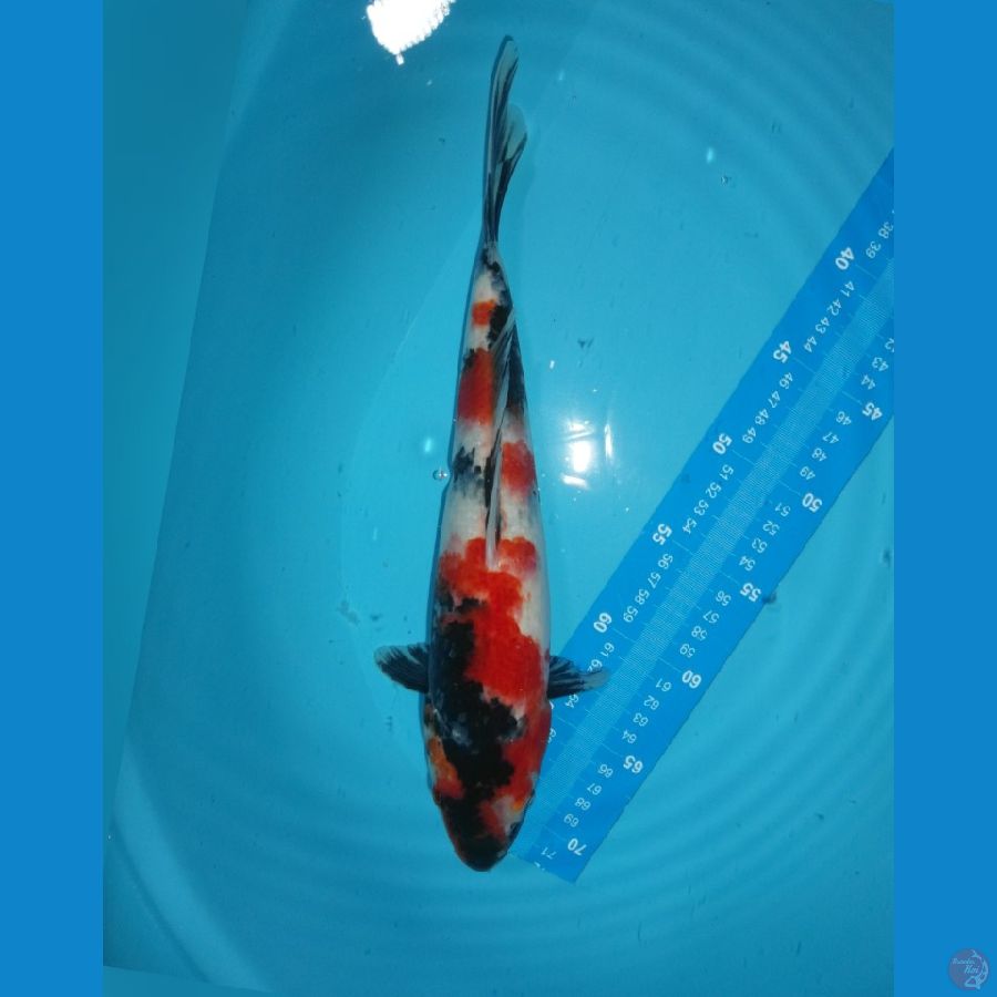 006-Showa 32cm