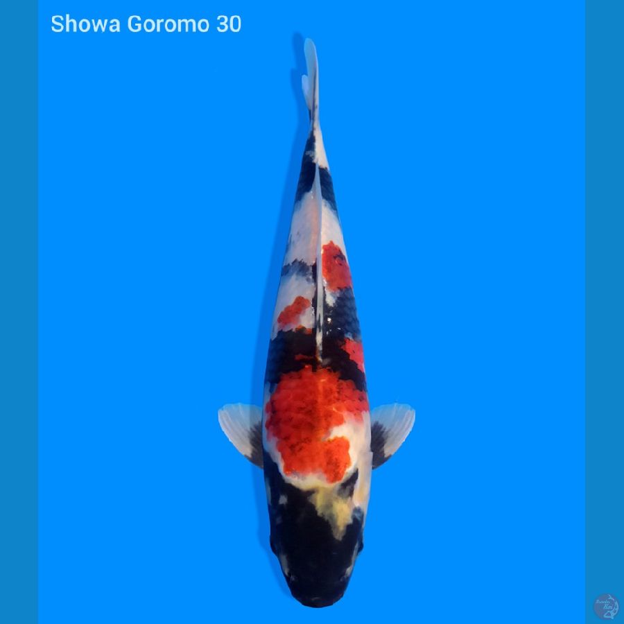 Showa Koromo 30 cm