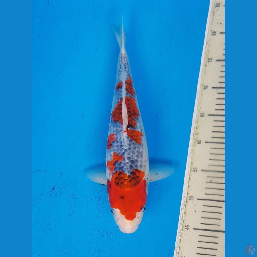 red ghisiki... 40cm.... male