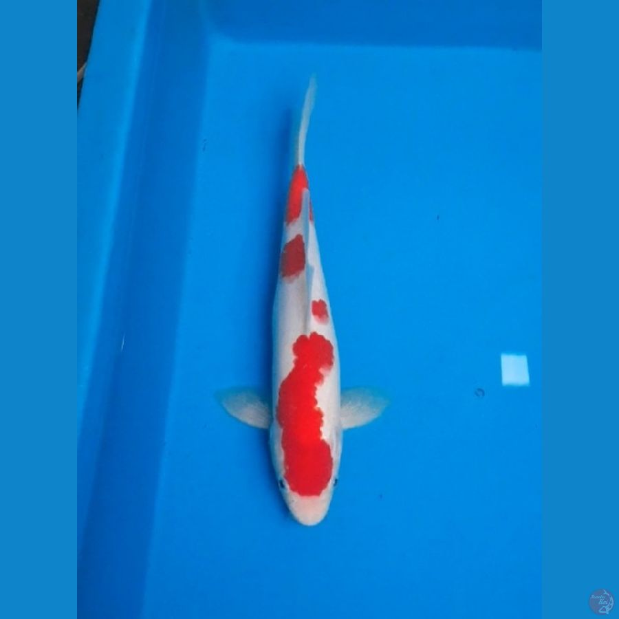 kohaku 30cm/male