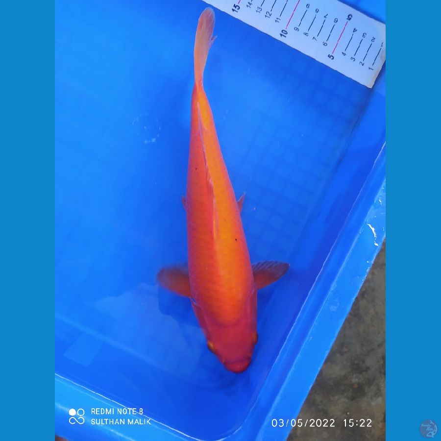 red karasi 30 cm