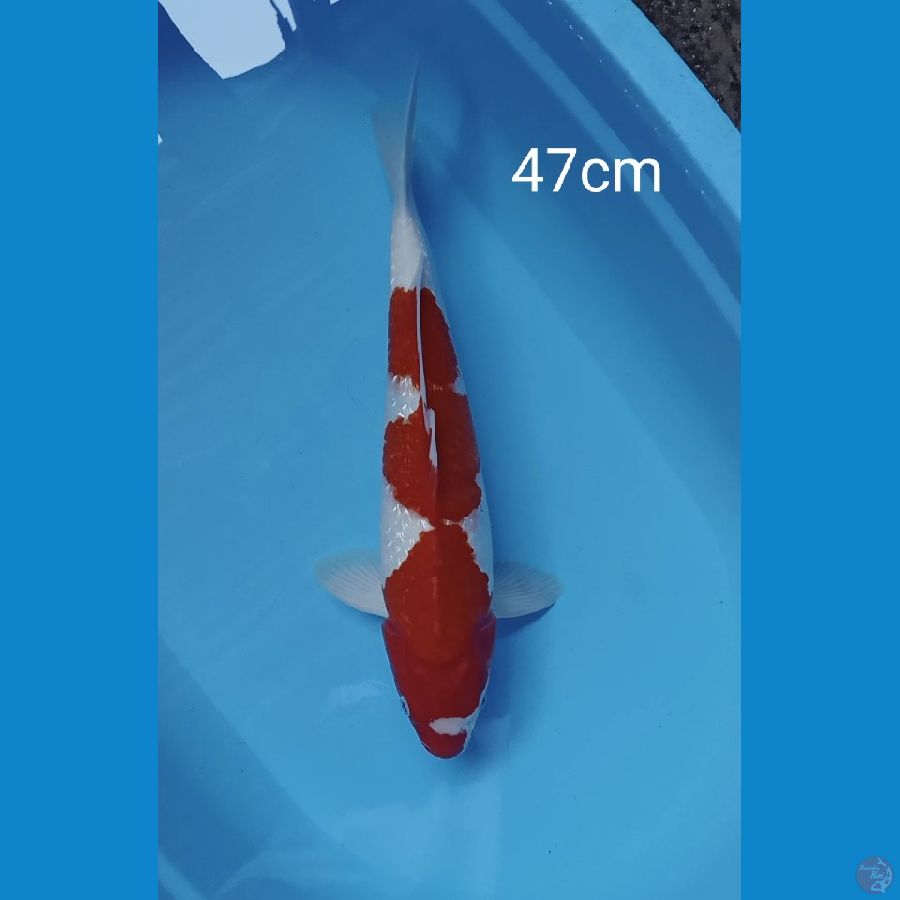 jumbo Kohaku ginrin 47cm