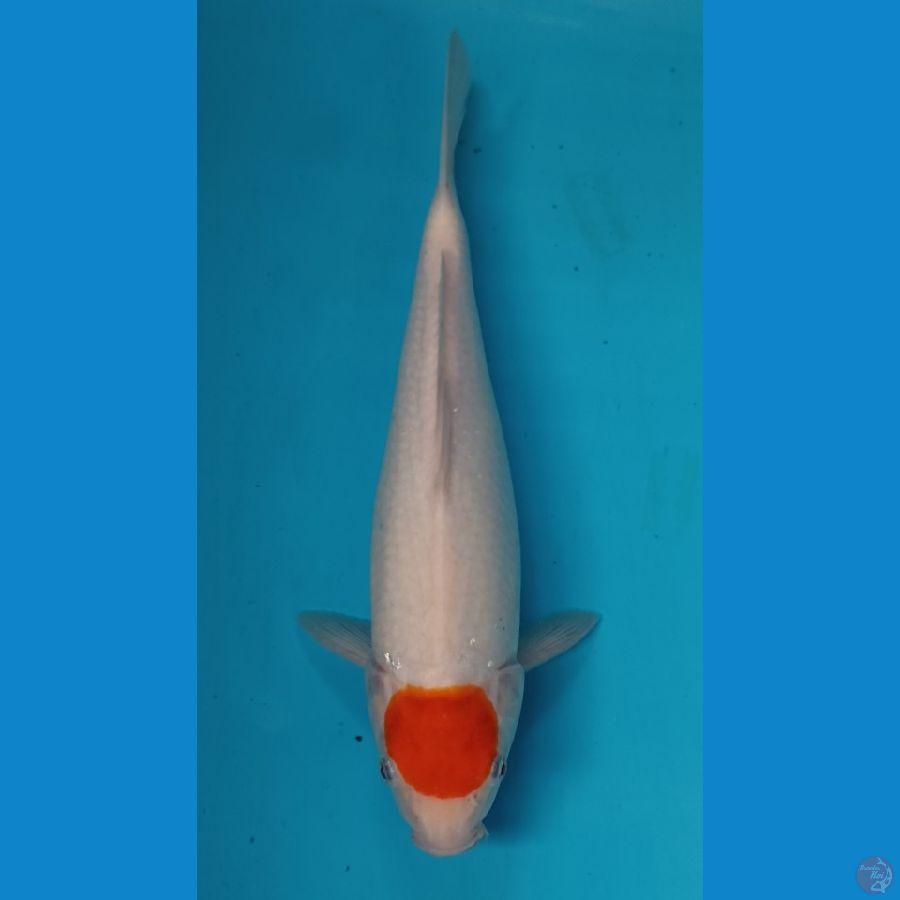 GK 2 Tancho kohaku