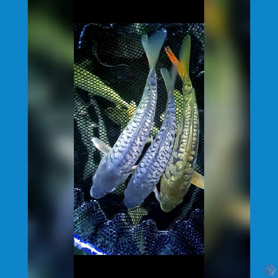 Dragon Scales gindrin 27-30cm