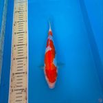 25Cm, Kohaku doitsu halus 