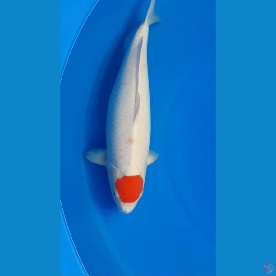 Tanco Kohaku 53cm