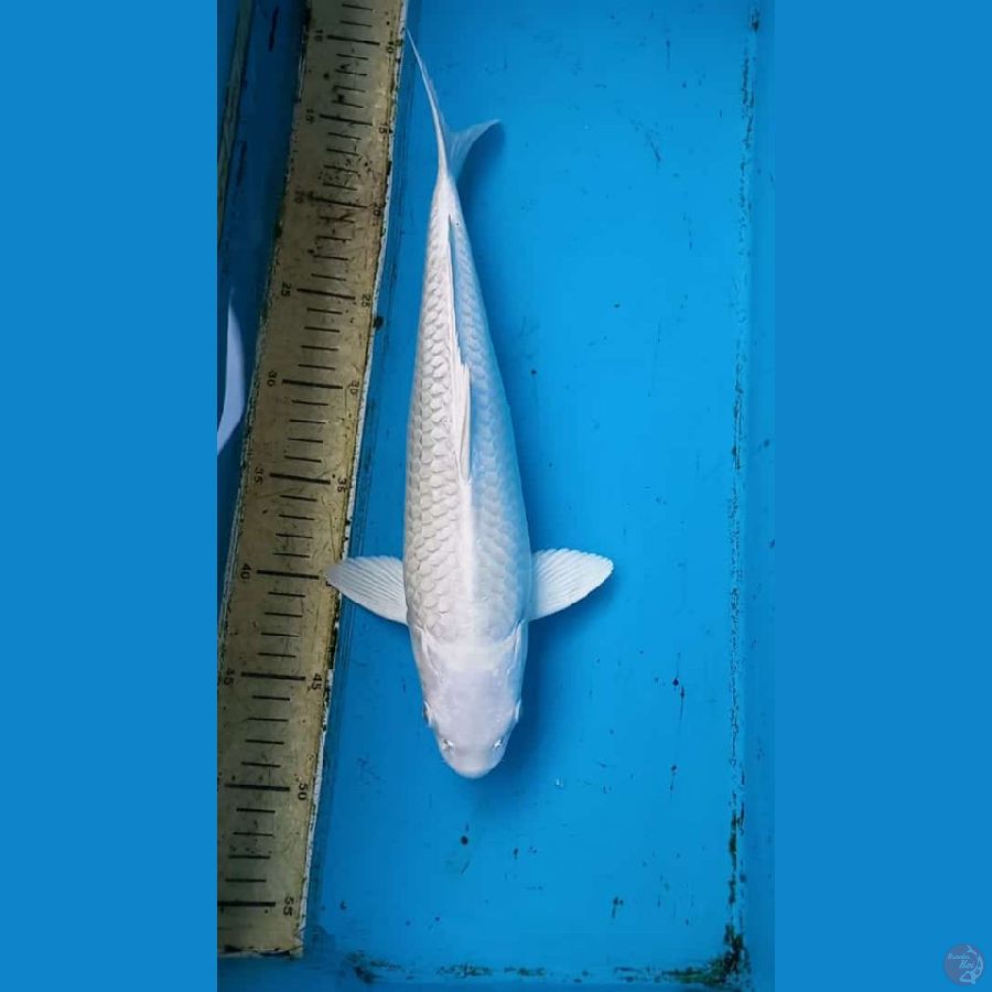 Platinum 37cm male