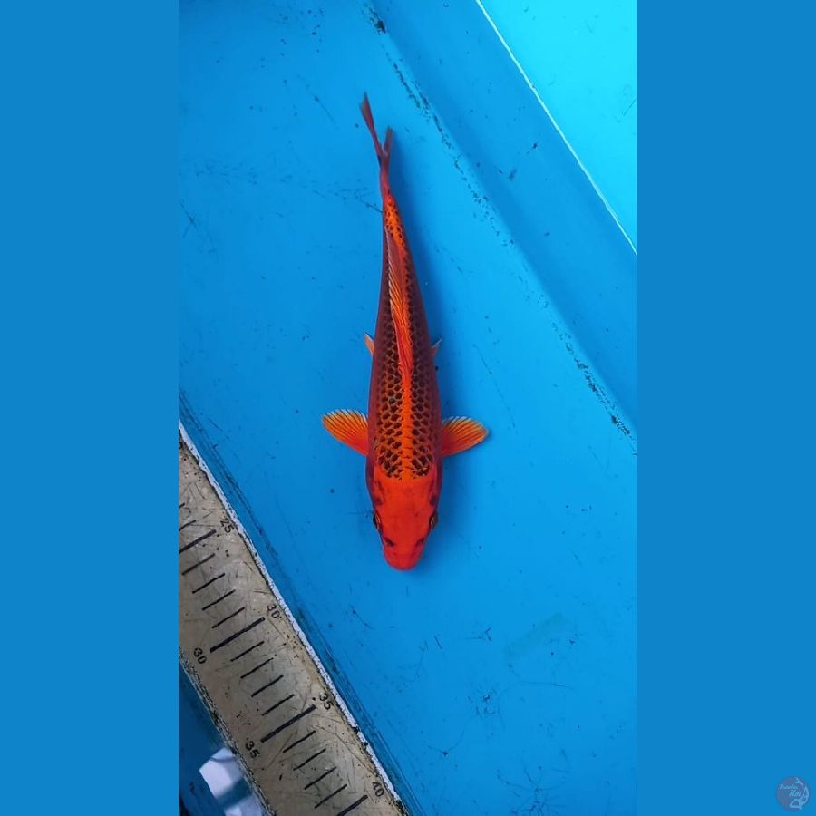 Matsuba 27cm male