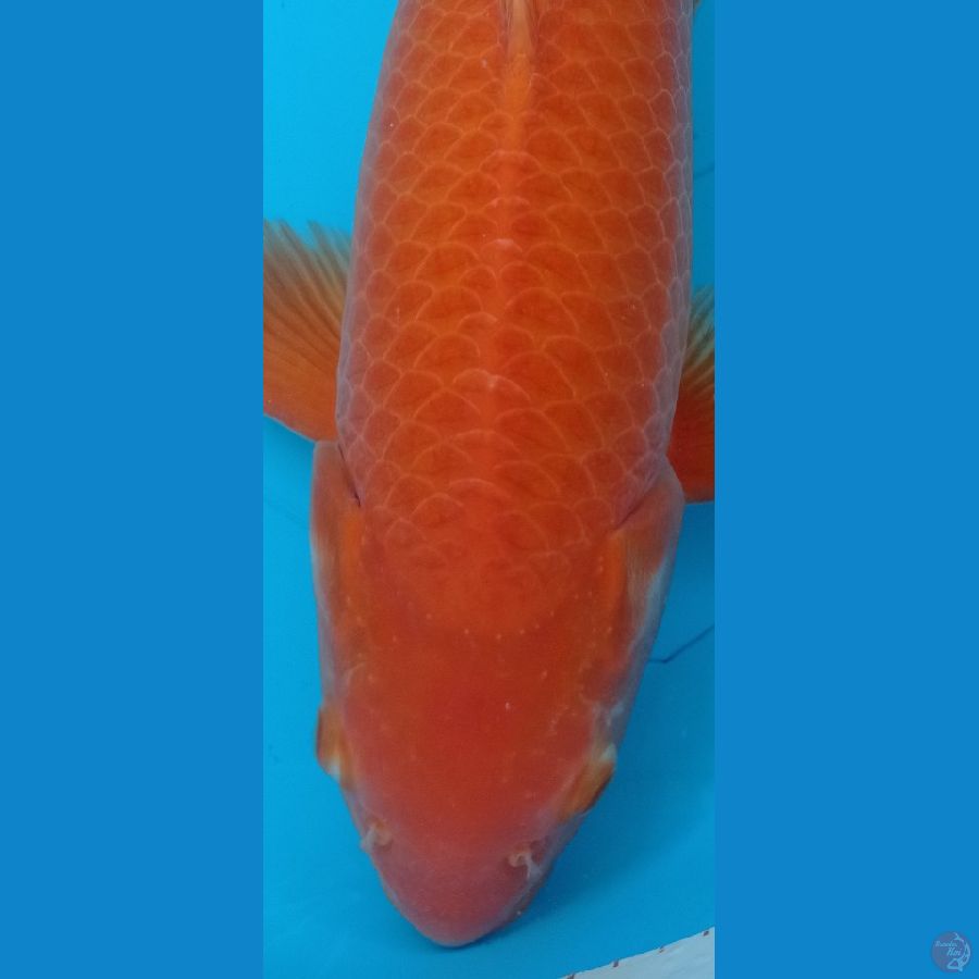 Karashi jantan mata merah 55 cm, body kurang simetris