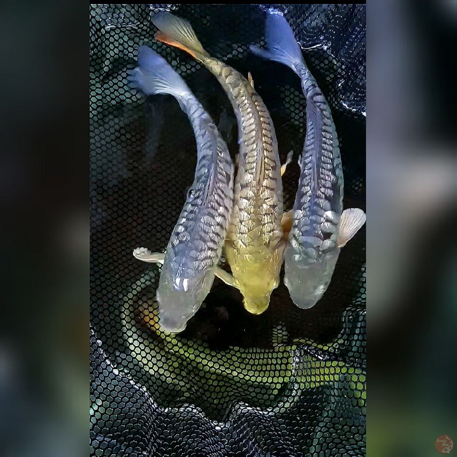 Dragon scales gindrin 27-30cm