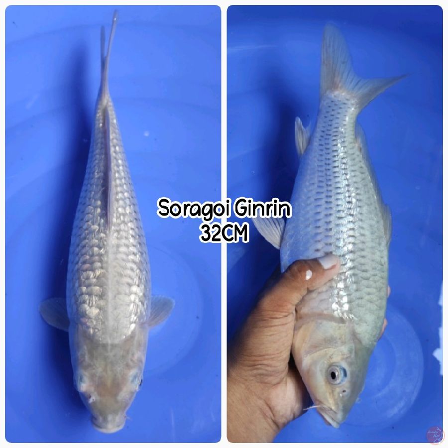 Soragoi Ginrin 32CM