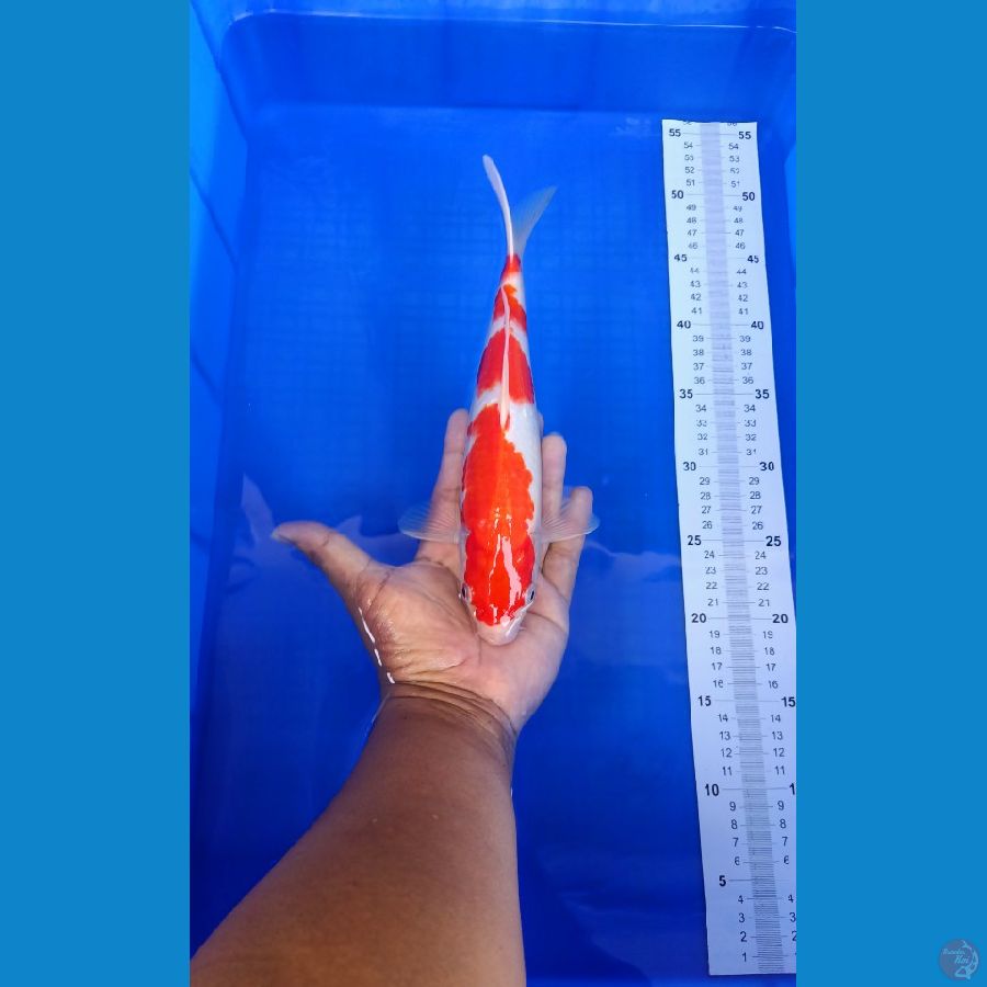 Kohaku 28cm