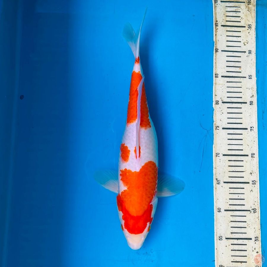 HQ kohaku 43cm