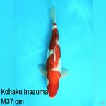 Jantan 37 cm, Kohaku Inazuma