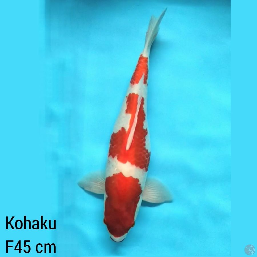 Female 45 cm, Kohaku Good Pattern 