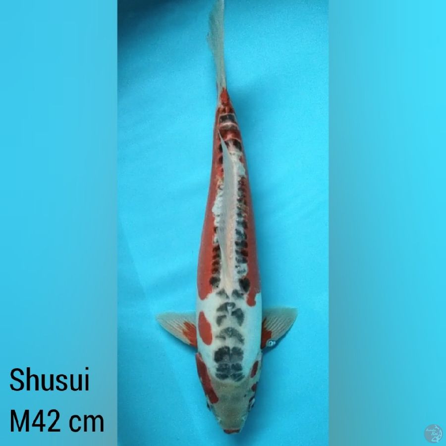 42 cm Jantan, Shusui 