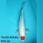 38 cm Jantan, Tancho Kohaku Ginrin 