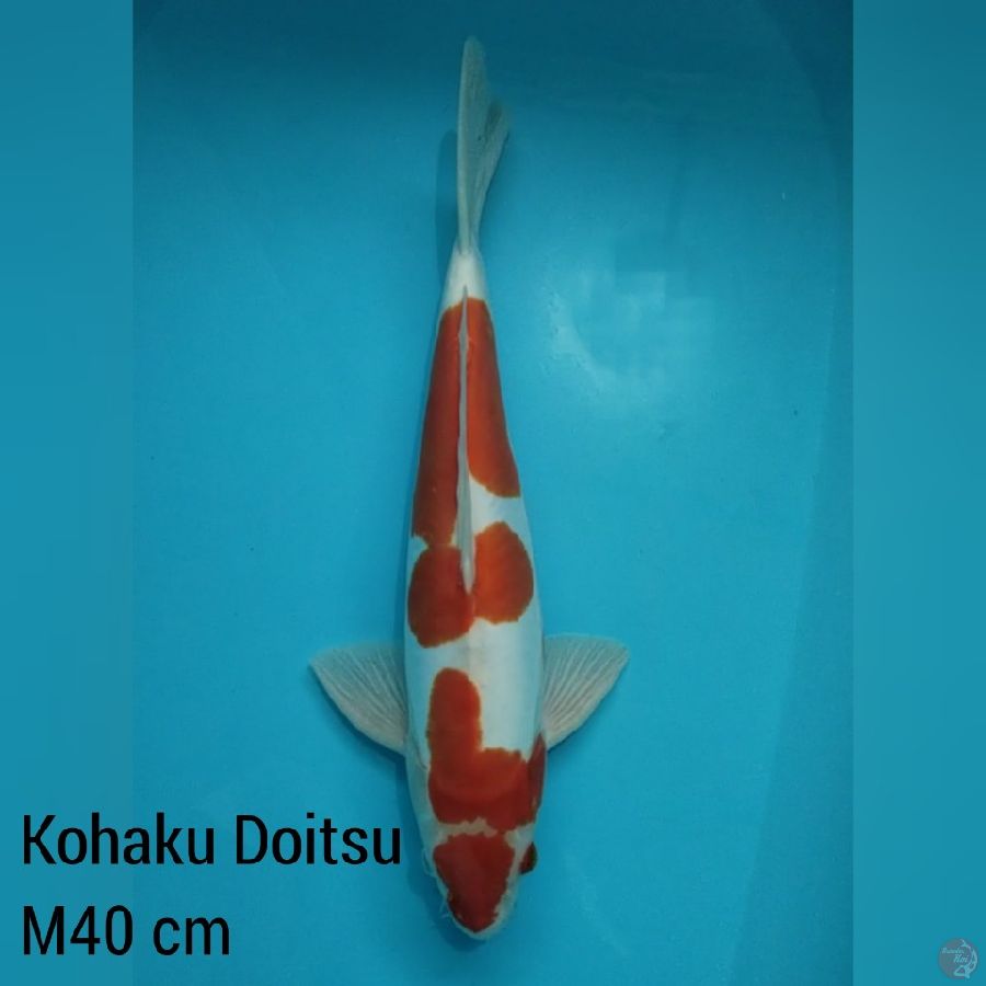 40 cm Jantan, Kohaku Doitsu murni 