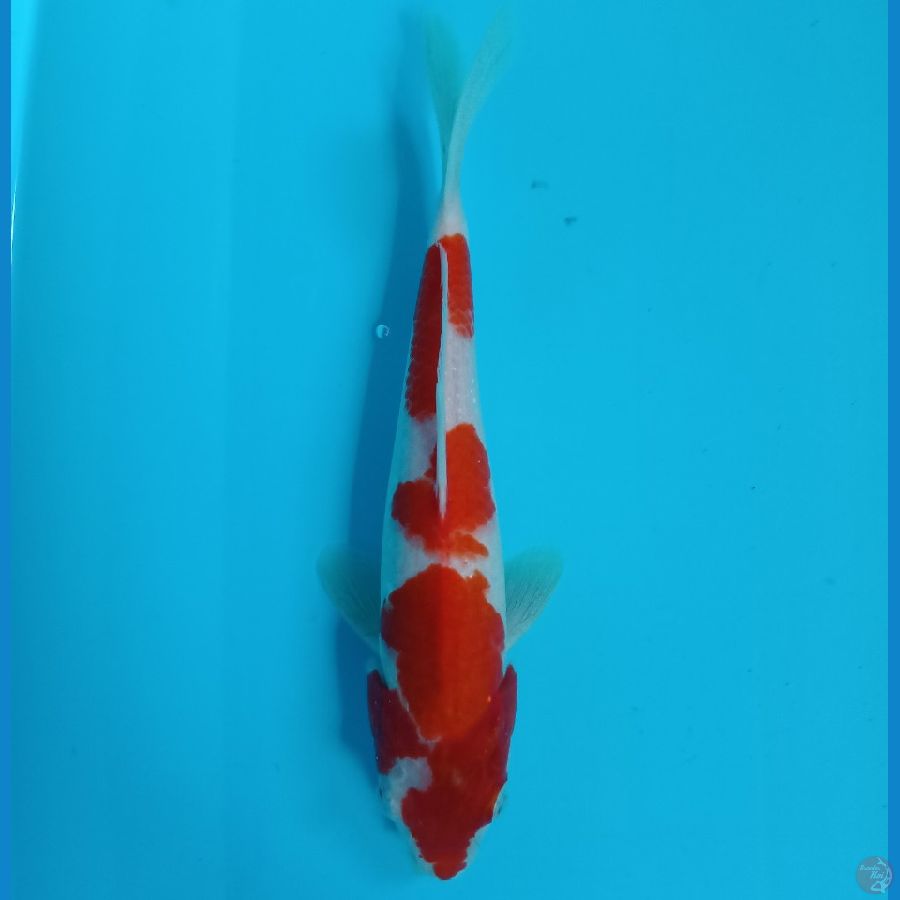 SHINKU  6 ~ KOHAKU ORIGINAL/28CM