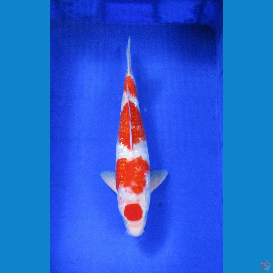 kohaku ginrin 40bu