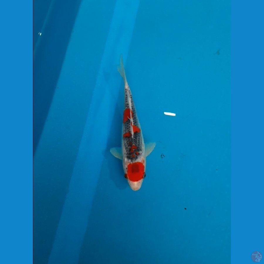 18cm/male