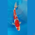 Ghosiki Red Strong 39cm/M⁶