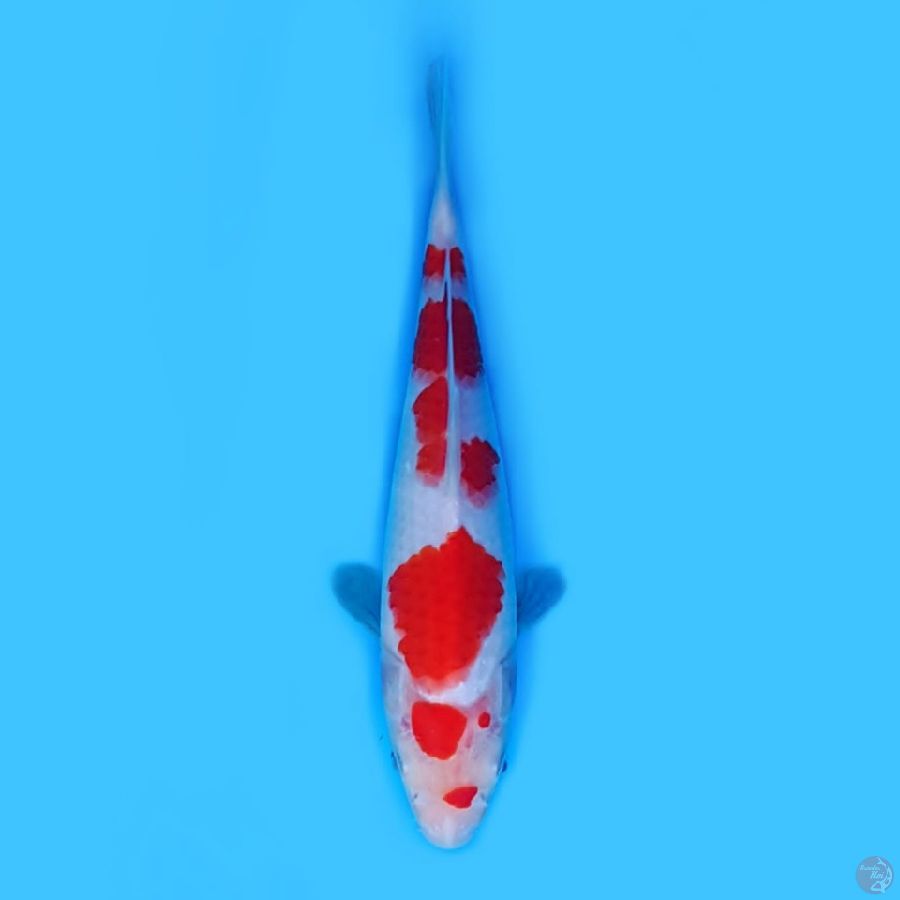 KOHAKU 23 cm STRONG ORI