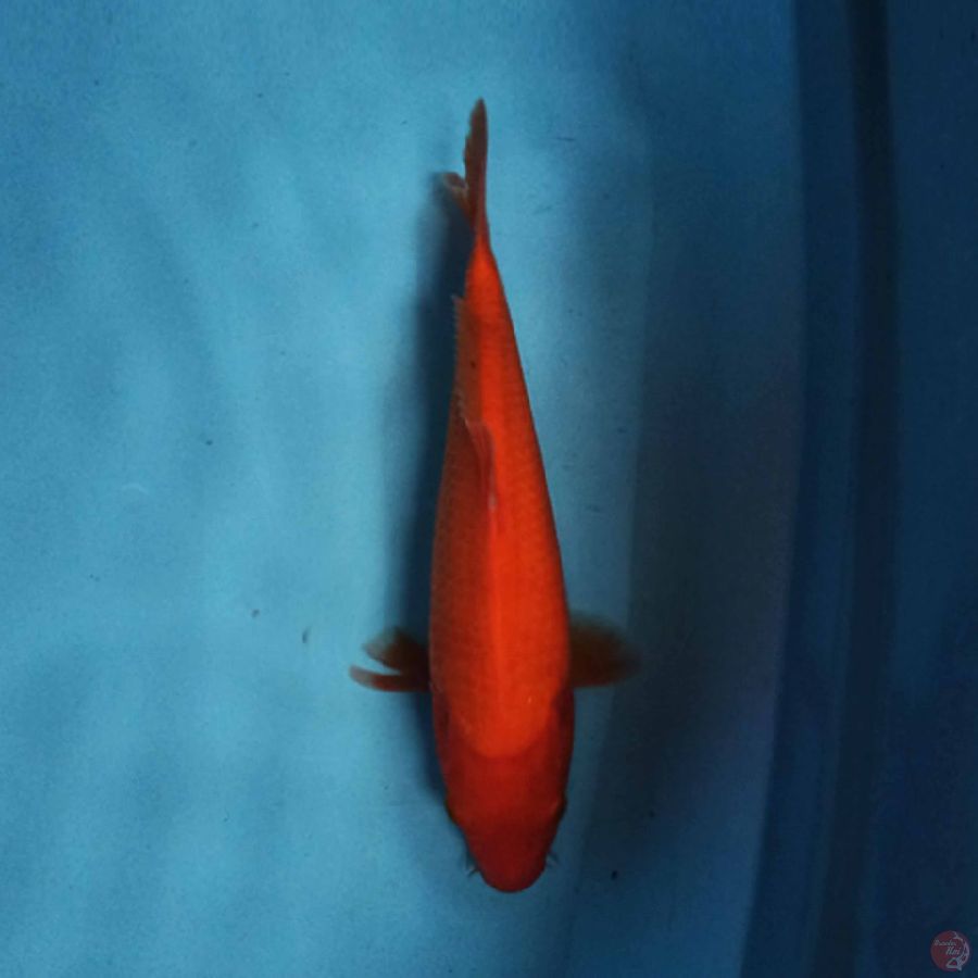 BENIGOI 27 cm