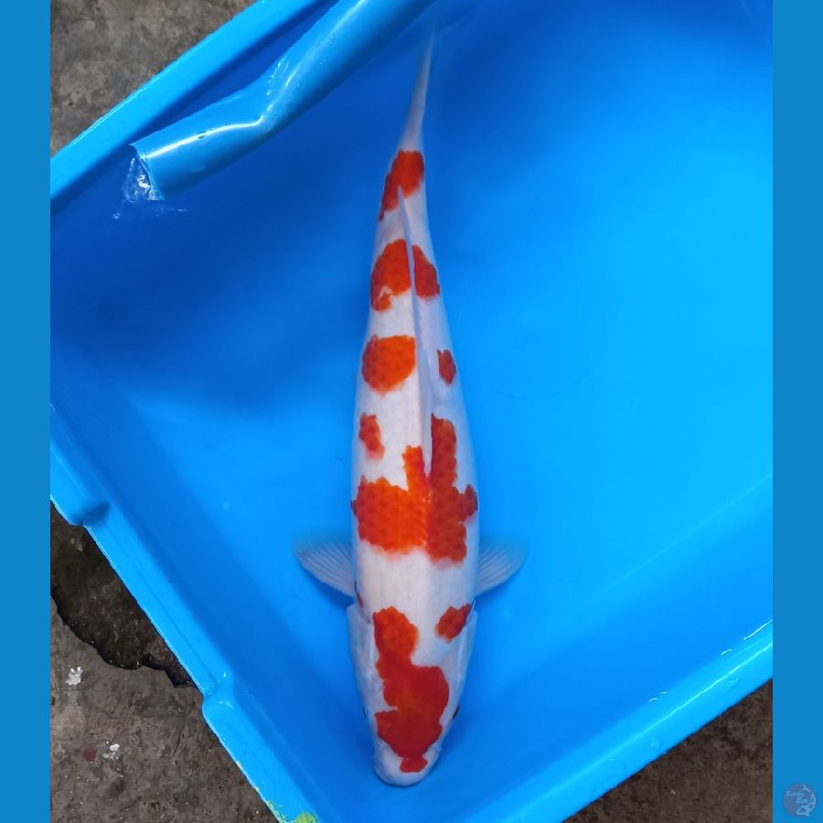 kohaku 41cm