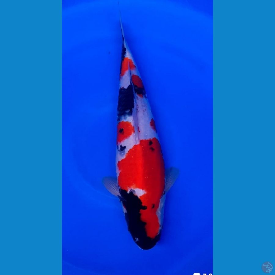 showa male 42cm original