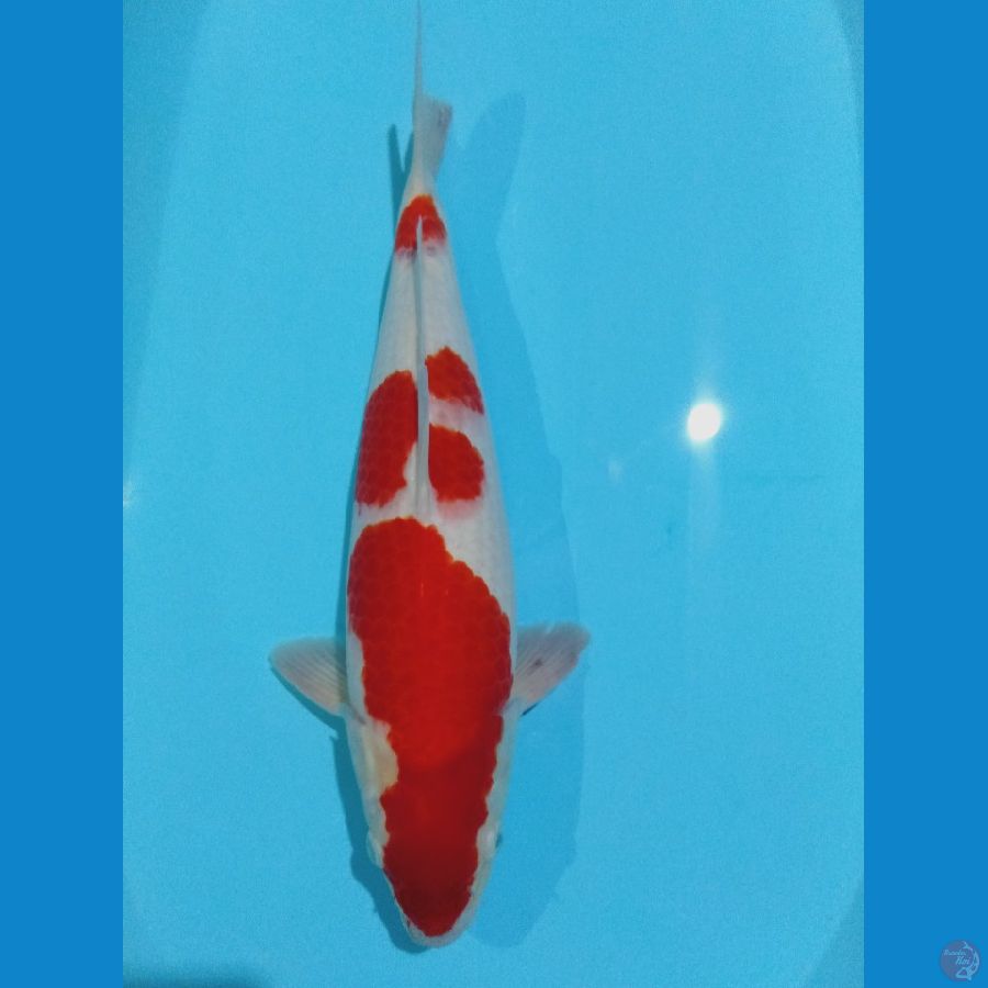 kohaku 38 cm (male)