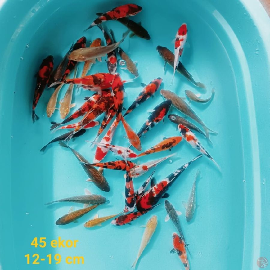 mix koi | 12-19 cm 45 ekor | uncheck