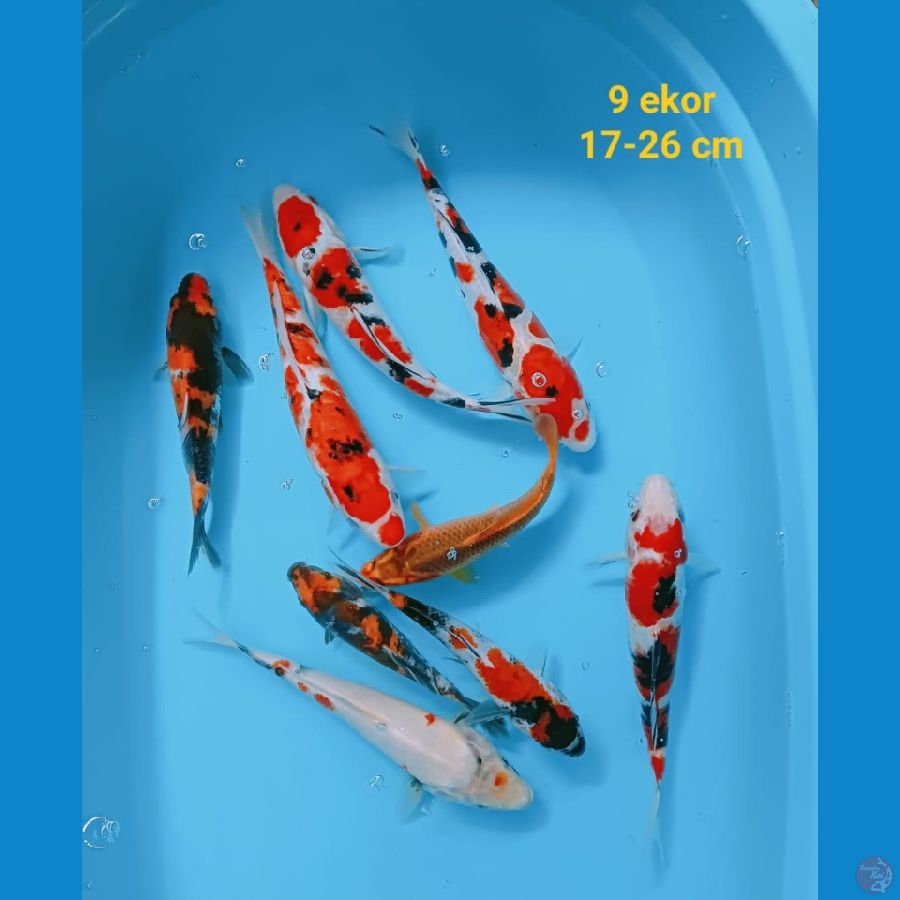 mix koi | 17-26 cm 9 ekor | uncheck