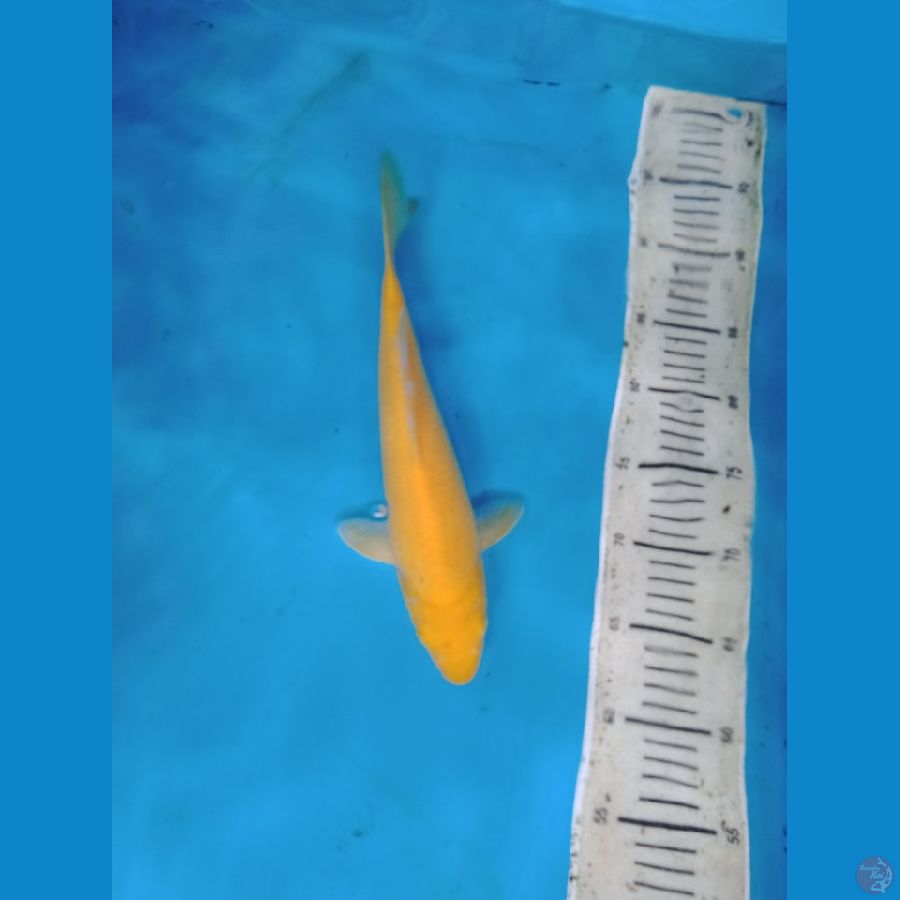 karasi lemon 31 cm