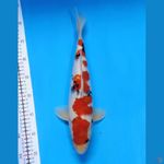 kindai showa 37cm.male