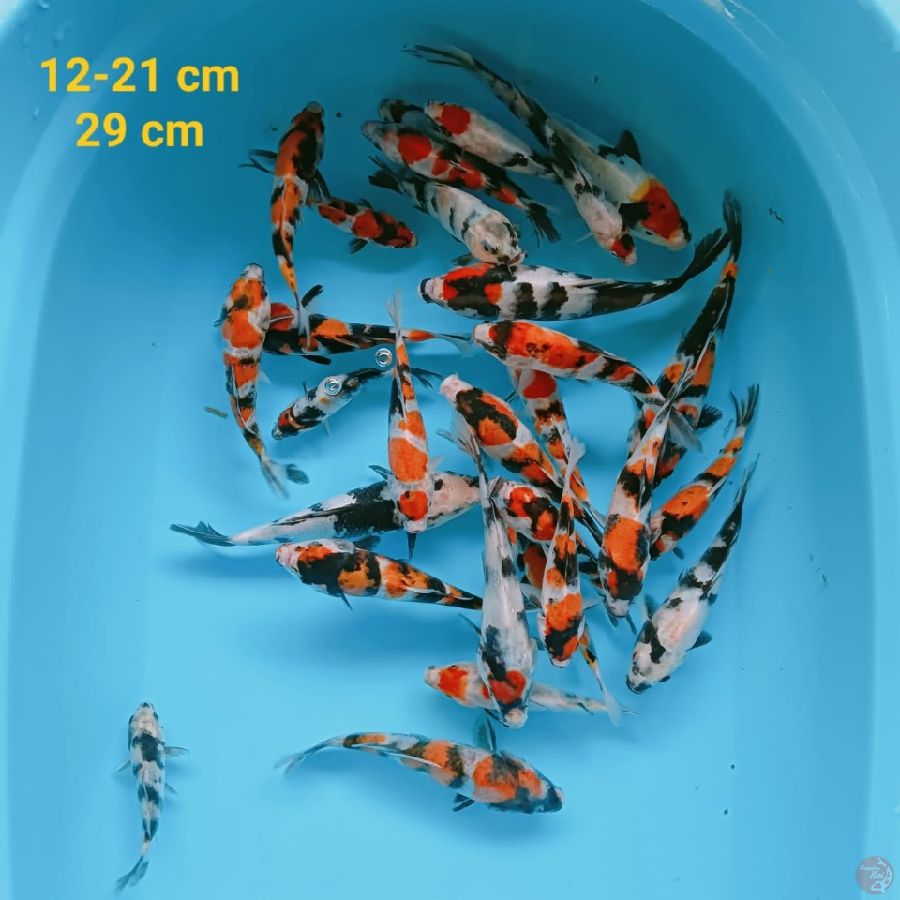 Gosanke | 12-21 cm | Uncheck