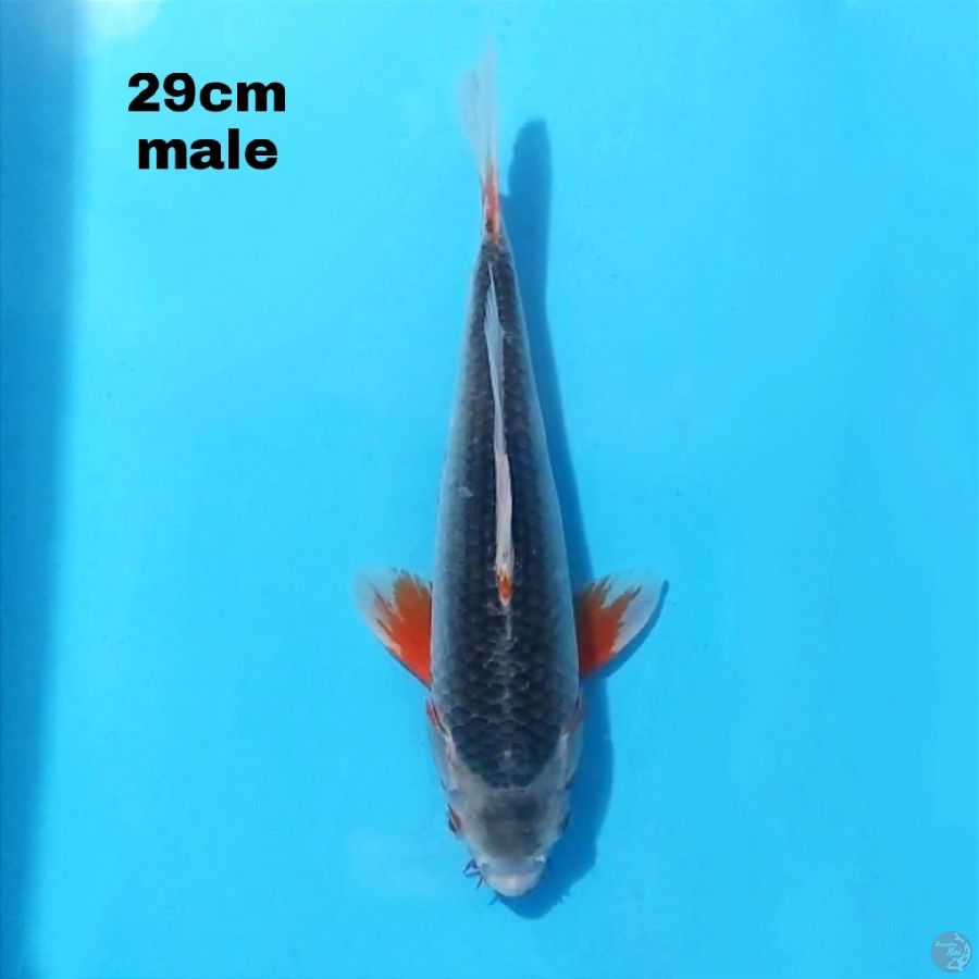 ASAGI 29CM MALE