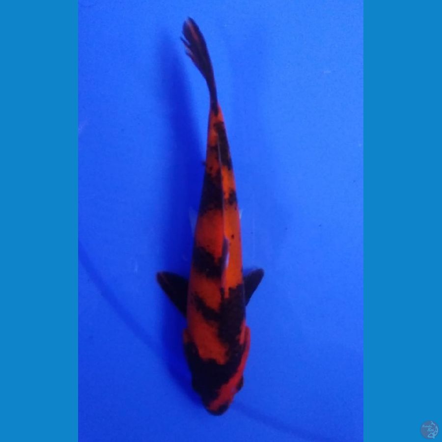 Hi Utsuri 19cm