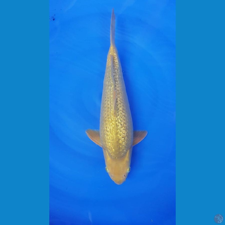 mudori fuull ginrin male 40cm punuk unta 