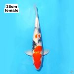 SHOWA 38CM FEMALE